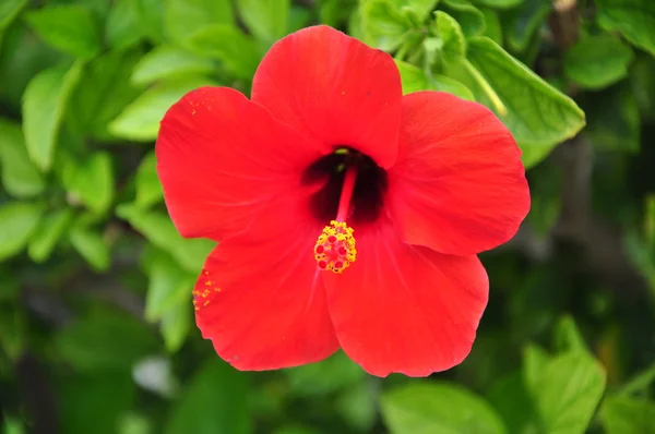 Bunga merah — Stok Foto