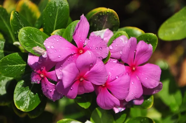 Flor con rocío Imagen de archivo