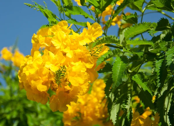Sunny žlutý květ — Stock fotografie