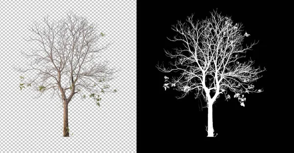 Leafless Tree cut out from original background, transparent background picture with clippings path and alpha channel for brush and easy selection