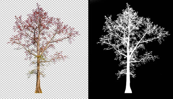 Czerwony Kolor Drzewa Kwiat Przezroczystym Tle Obraz Wycinkami Ścieżki Kanał — Zdjęcie stockowe