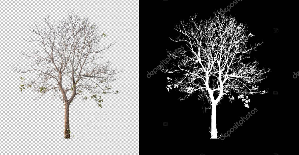 Leafless Tree cut out from original background, transparent background picture with clippings path and alpha channel for brush and easy selection