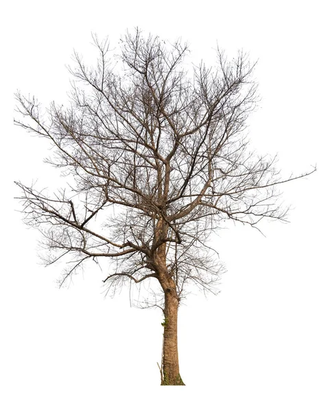 Albero Isolato Senza Albero Senza Foglie Sfondo Bianco Con Percorso — Foto Stock