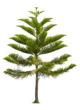 isolated single Norfolk island pine tree on white background with clipping path