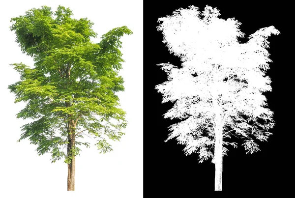 Isolated Single Tree White Background Clipping Path Alpha Mask Brush — 图库照片