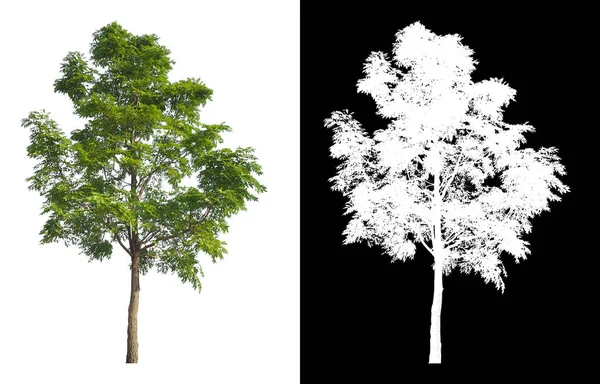 Isolated Single Tree White Background Clipping Path Alpha Mask Brush — Foto Stock