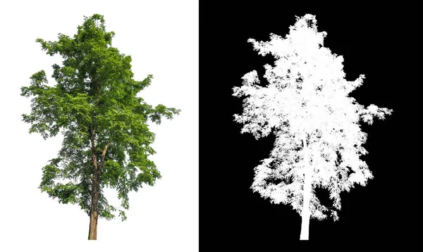 Isolated Single Tree White Background Clipping Path Alpha Mask Brush — Foto Stock