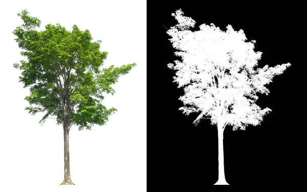 Isolated Single Tree White Background Clipping Path Alpha Mask Brush — 图库照片