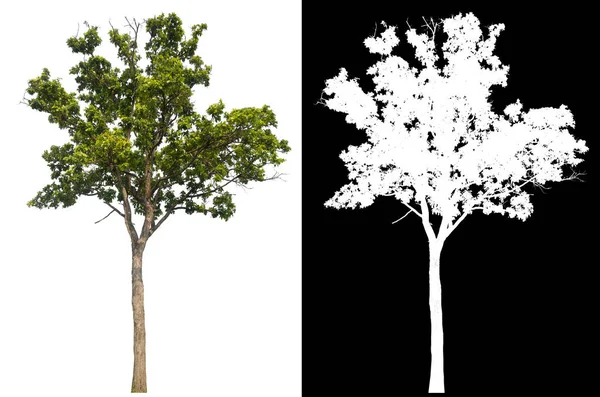 Isolated Single Tree White Background Clipping Path Alpha Mask Brush — Fotografia de Stock