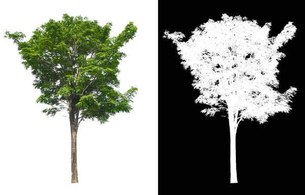 Isolated Single Tree White Background Clipping Path Alpha Mask Brush — Stockfoto