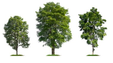 Kırpma yolu olan beyaz arkaplanda izole edilmiş yüksek kaliteli ağaç koleksiyonu