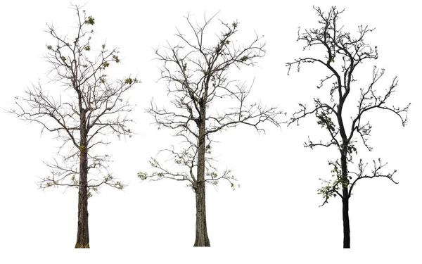 Kırpma Yolu Olan Beyaz Arkaplanda Ölüm Ağacı Koleksiyonu — Stok fotoğraf