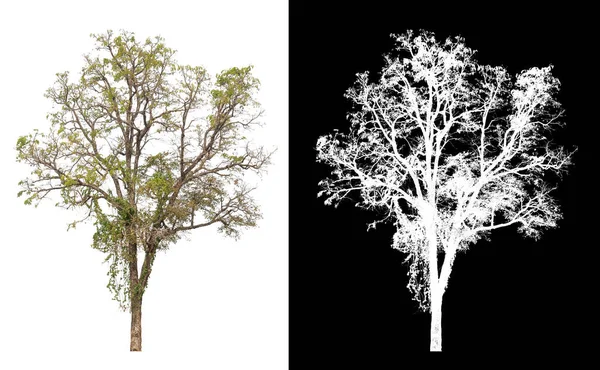 Árvore Isolada Com Árvore Alfa Recortes Imagem Para Fácil Usar — Fotografia de Stock