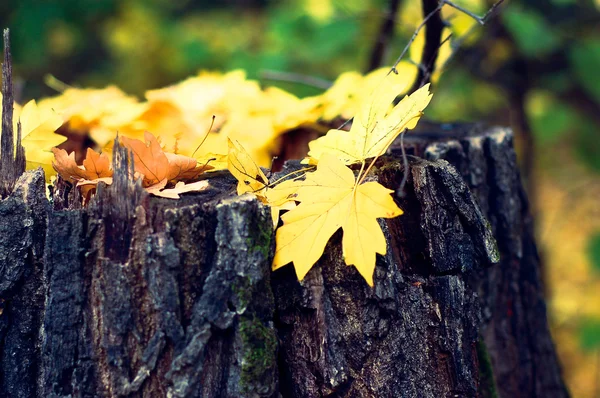 Podzimní listí a květinové pozadí — Stock fotografie