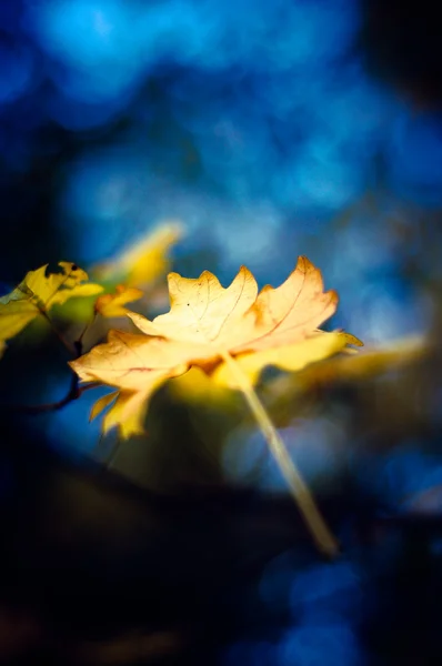 Herfst bladeren en bloemen achtergrond — Stockfoto