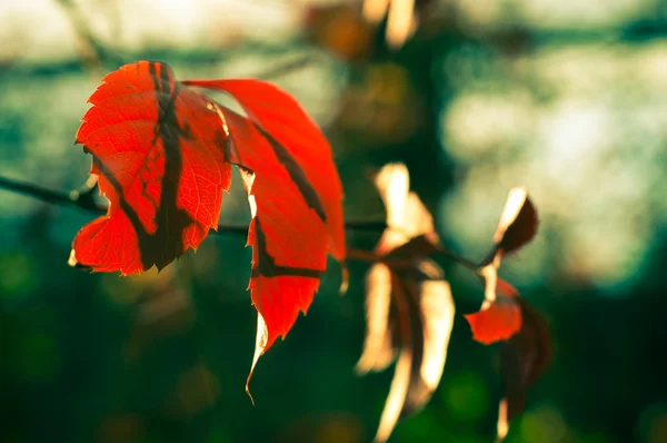 Hojas de otoño y fondo floral —  Fotos de Stock
