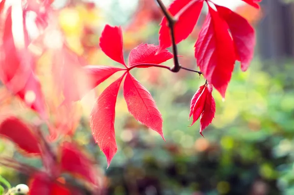 가 나뭇잎과 꽃 배경 — 스톡 사진