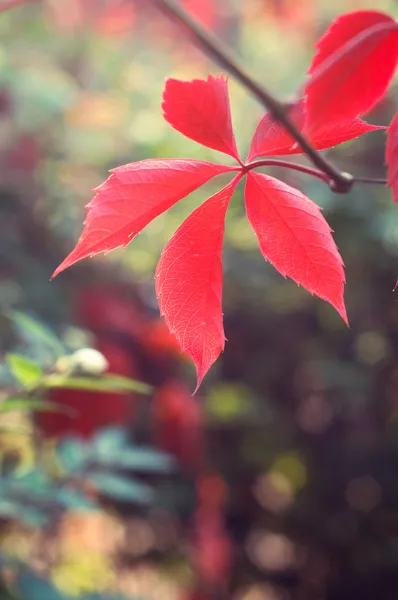 가 나뭇잎과 꽃 배경 — 스톡 사진