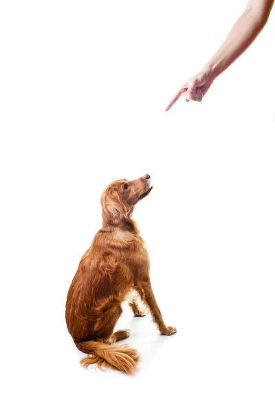 Giving dog leg — Stock Photo, Image