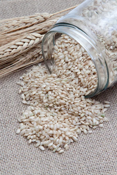 Granos de arroz — Foto de Stock