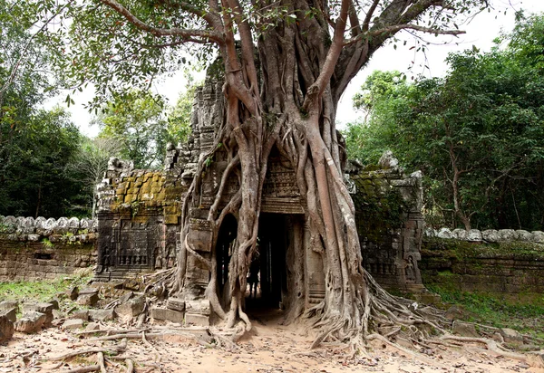 Jätteträd som täcker Ta Prom templet, Siem Reap, Kambodja — Stockfoto