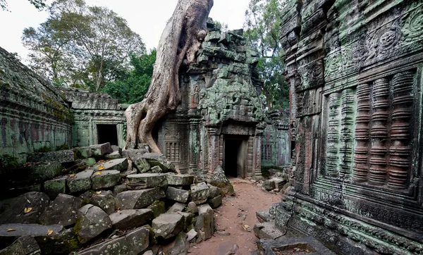 Reuzenboom die Ta Prom tempel bedekt, Siem Reap, Cambodja — Stockfoto