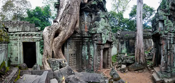 Árbol gigante que cubre el templo del baile de Ta, Siem Reap, Camboya — Foto de Stock