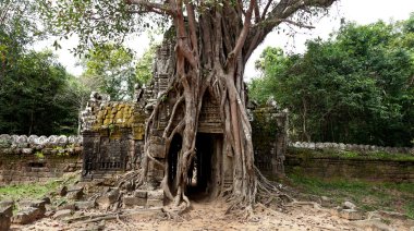 Ta Balo tapınağını kaplayan dev ağaç, Siem Reap, Kamboçya