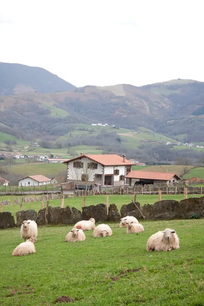 En la granja de ovejas sanas — Foto de Stock