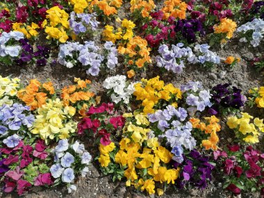 İlkbaharın başlarında çiçeklerde çeşitli renklerde Primula Primula 'ları karıştırdım. Çeşitli renklerde karışık Primula çiçeklerinden oluşan bir halı..     