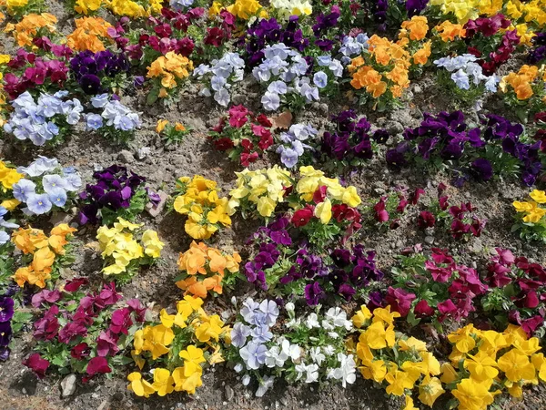 İlkbaharın başlarında çiçeklerde çeşitli renklerde Primula Primula 'ları karıştırdım. Çeşitli renklerde karışık Primula çiçeklerinden oluşan bir halı..     