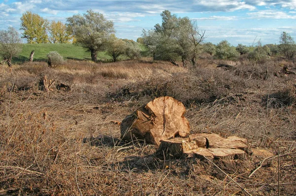 Resti Ceppo Albero Abbattuto Dolma Vicino Fiume Tisza — Foto Stock