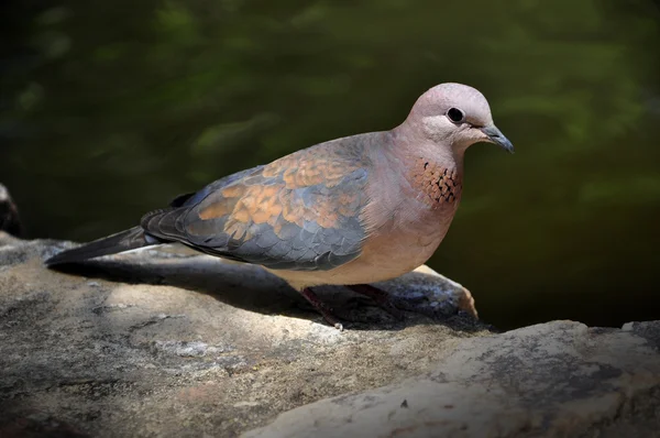 Laughing dove. — Stock Photo, Image