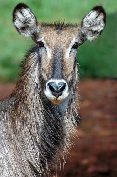 Waterbuck
