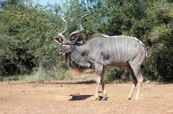 Kudu Bull. — Stock Photo, Image