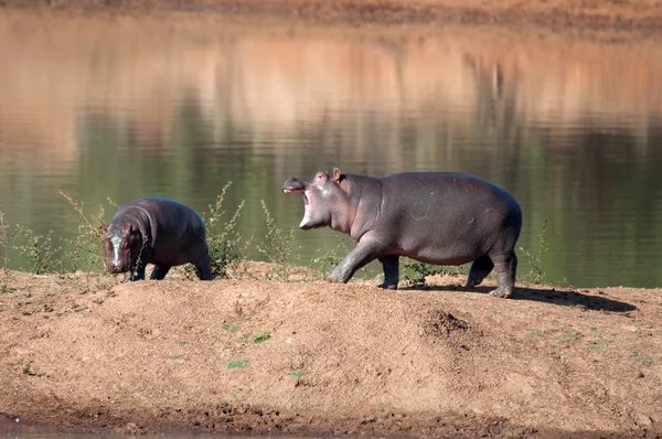 Joaca hipopotami . — Fotografie, imagine de stoc