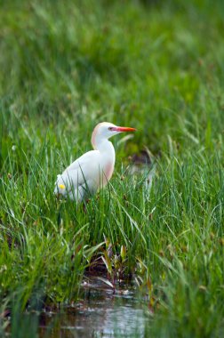 vahşi ak balıkçıl.