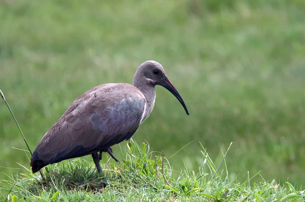 Ibis v přírodě. — Stock fotografie