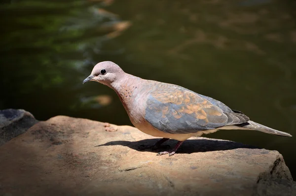 Laughing Dove. — Stock Photo, Image