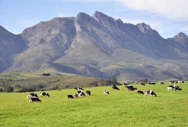 Western Cape.