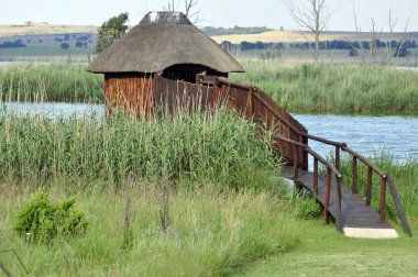 Afrika'da Kuş gizle.
