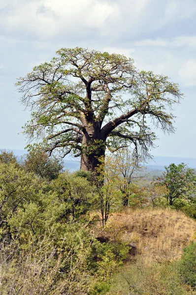 Boabab δέντρο. — Φωτογραφία Αρχείου