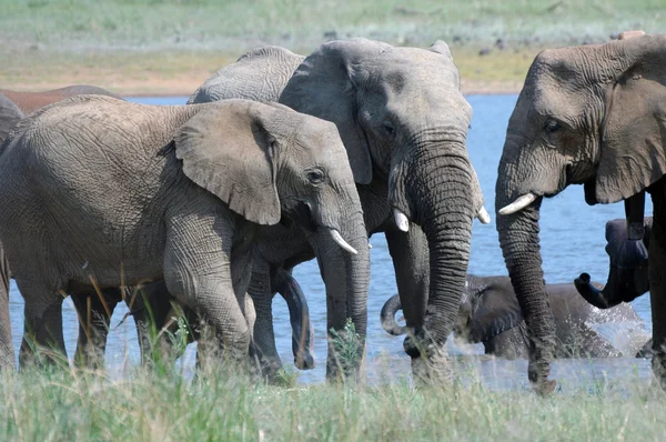 Elefanti rilassanti . — Foto Stock