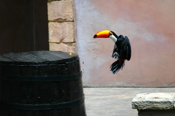 Flying Tucan. — Stock Photo, Image