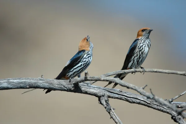 Lesser Striped Swallows. — Stock Photo, Image