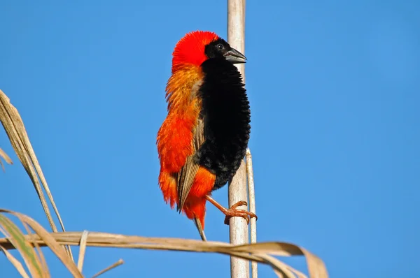 Red bishop. — Stock Photo, Image