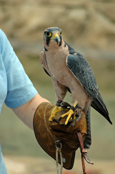Krotké falcon. — Stock fotografie