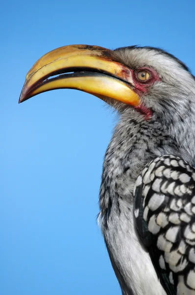 Südlicher Hornvogel. — Stockfoto