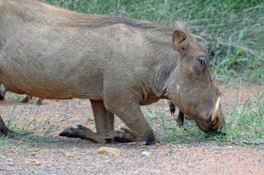 dizlerinin üzerinde yaban domuzu.