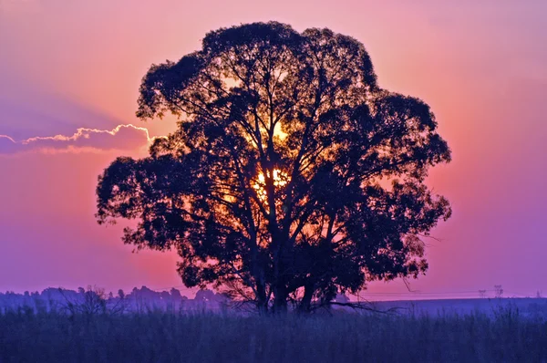 Afrika günbatımı.